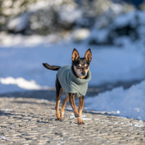 Trixie CityStyle Berlin megztinis, XS: 24 cm, šalavijo