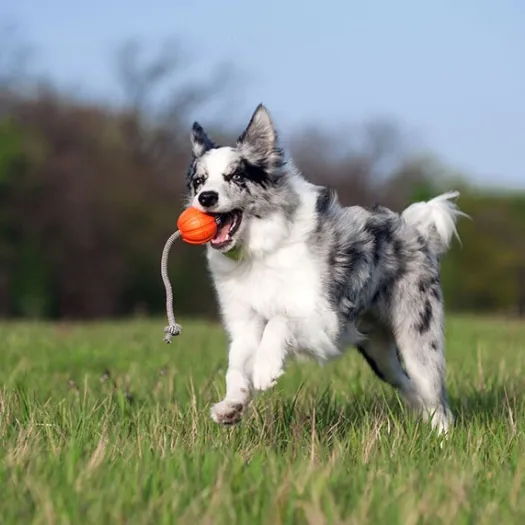 LIKER kamuoliukas su virve (LIKER Cord) – 5 cm, 7 cm, 9 cm - Image 3